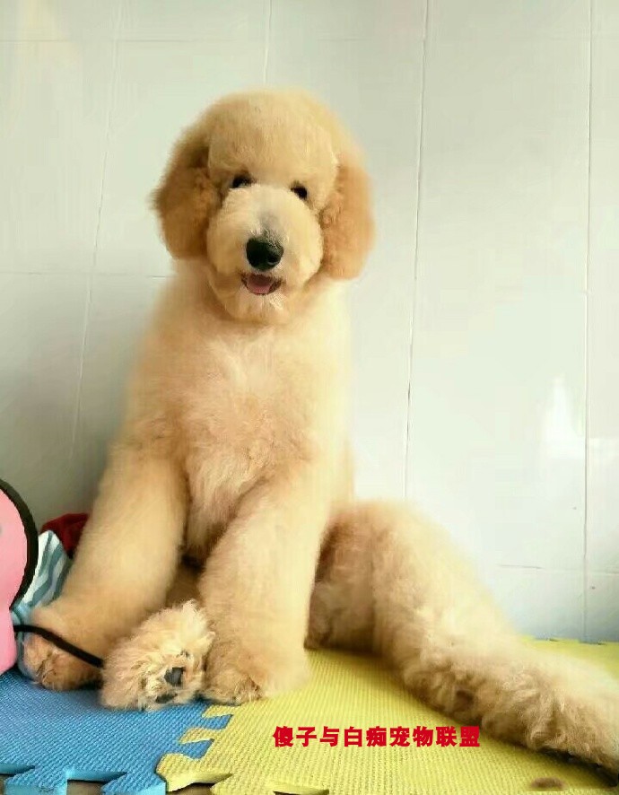 纯种巨贵幼犬红色香槟色灰色白色巨型贵宾泰迪活体大型犬训练