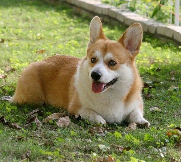 柯基东莞纯种血统威尔士短腿出售赛级两色三色狗狗