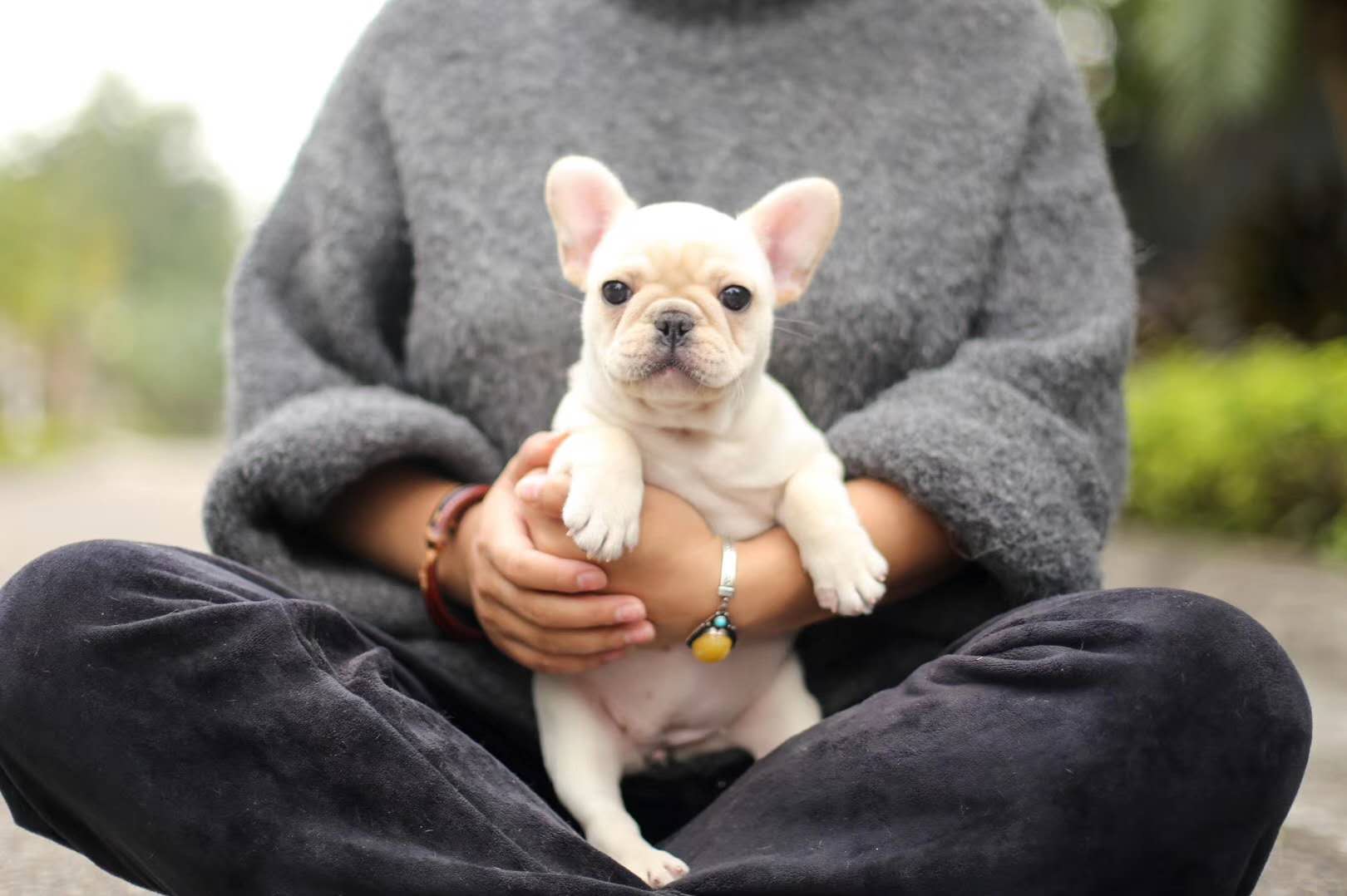 纯种种法斗幼法国斗牛犬小法斗幼崽法牛活体奶油狗狗