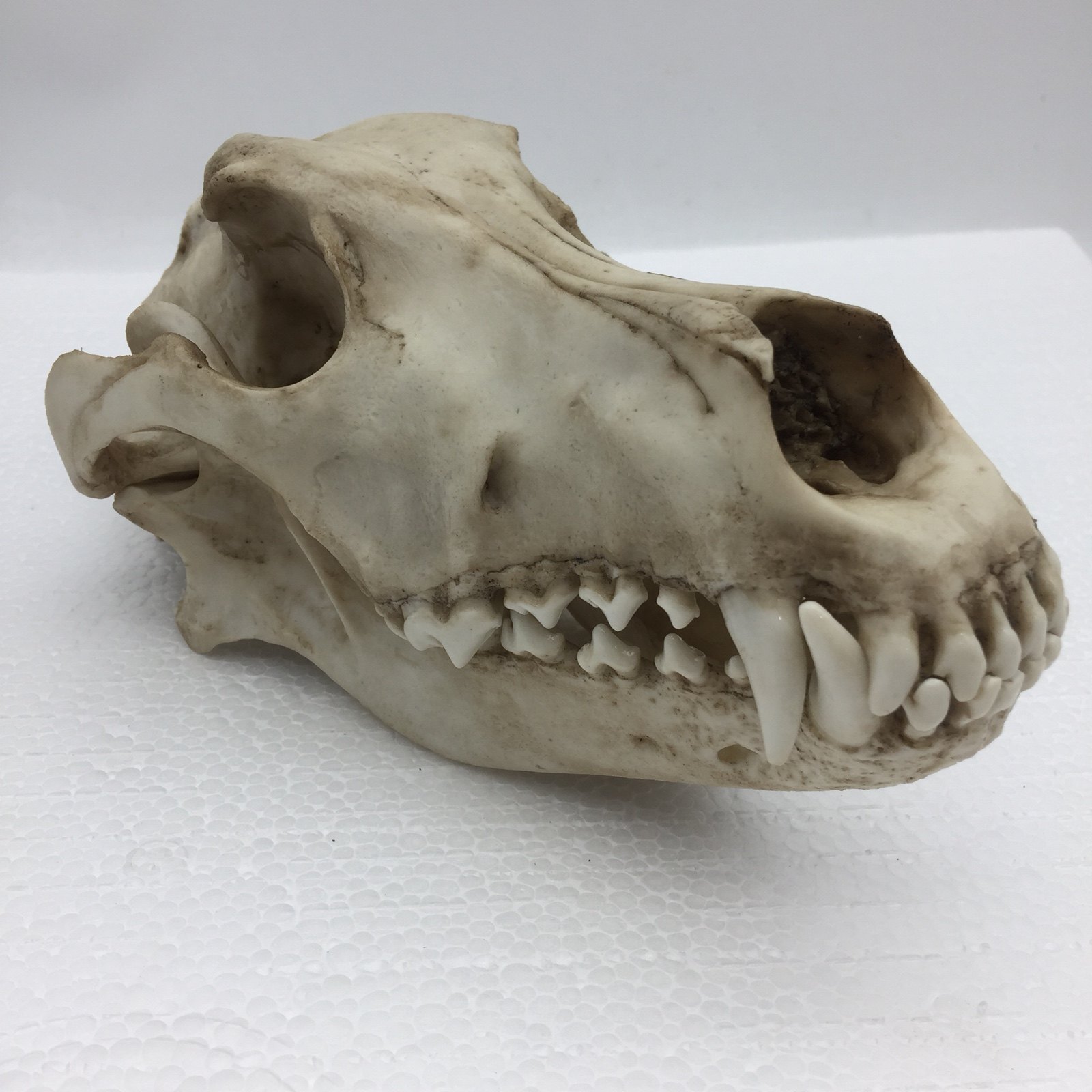 仿真动物狼头头骨模型标本化石绘画教学素描其他模型玩具