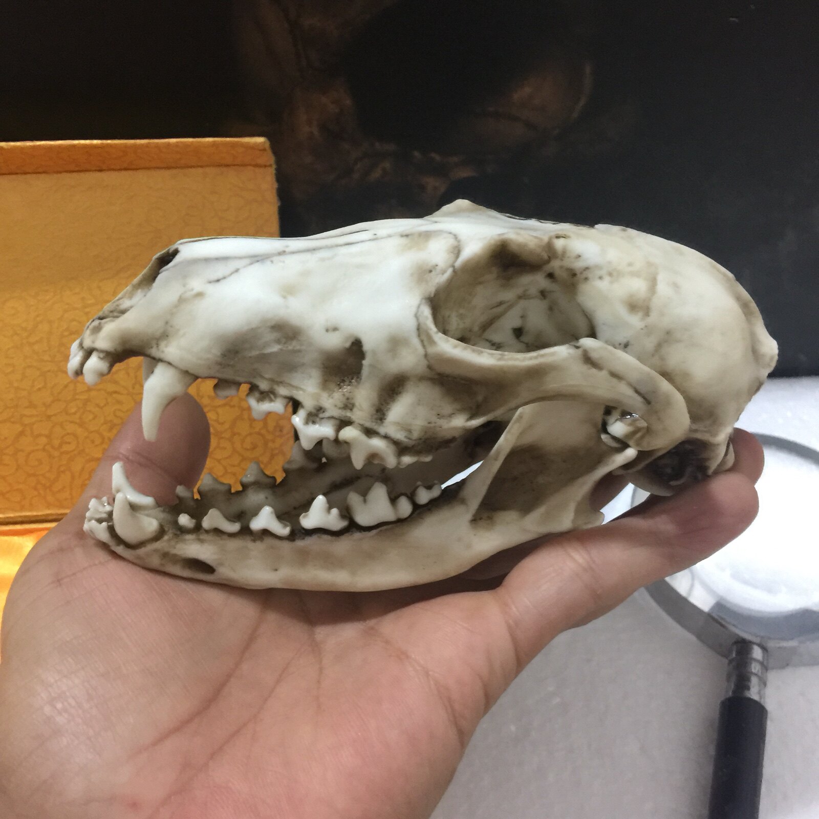 仿真动物狐狸骷髅头骨模型摆件云豹水貂大熊猫其他模型玩具