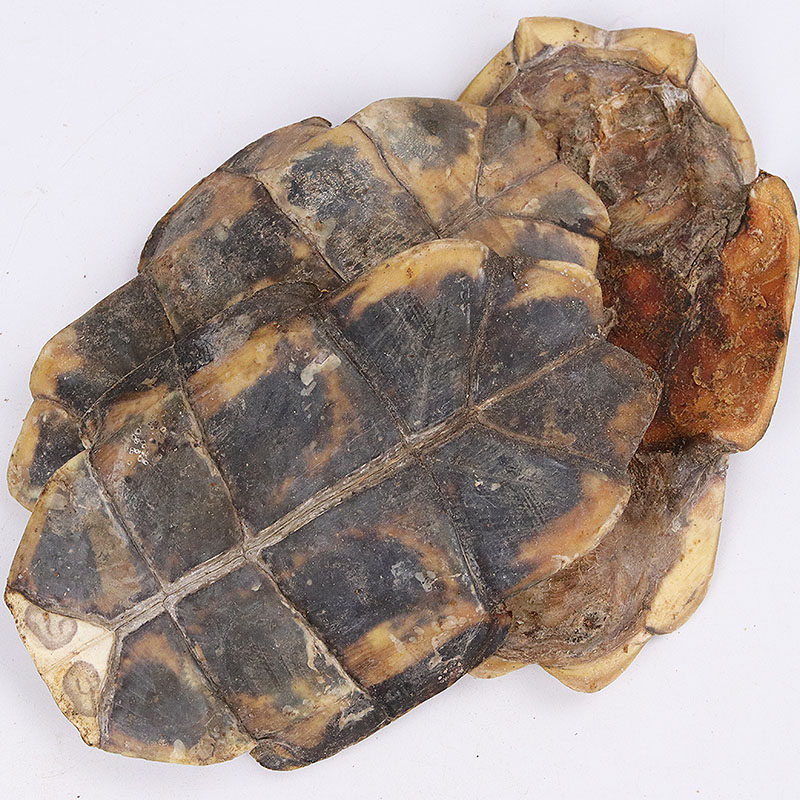 中药材无硫龟板1000克装 有龟板量大从优 包邮