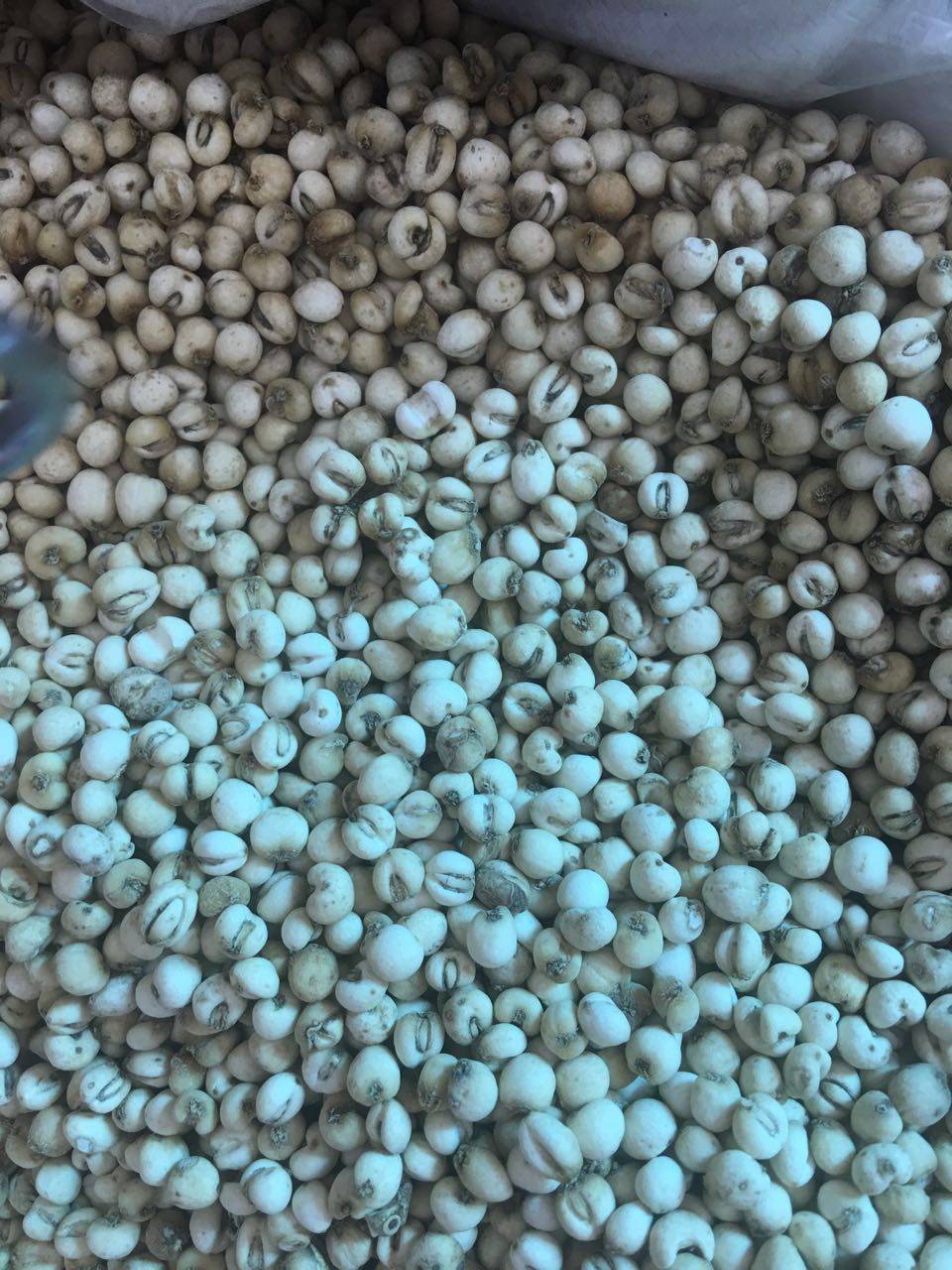 川贝贝母四川松贝尖贝中药材珍珠米贝500g195元川贝