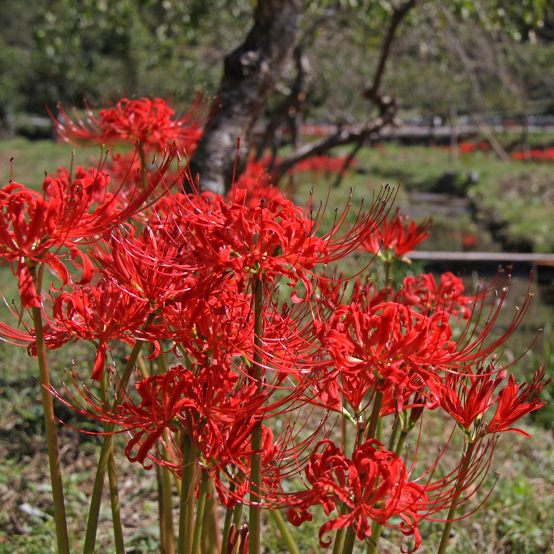 彼岸彼岸花花种血红色曼珠沙华红花石蒜种子国产多年生种球