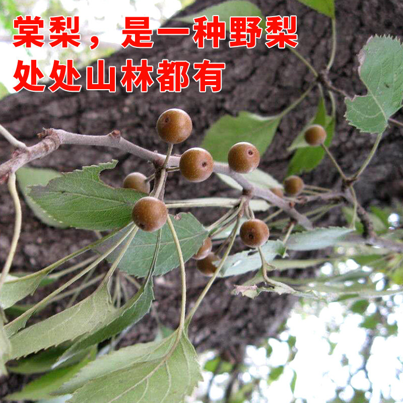 湖南安化特产 野生糖梨叶茶 700克棠梨叶茶 手筑茶砖
