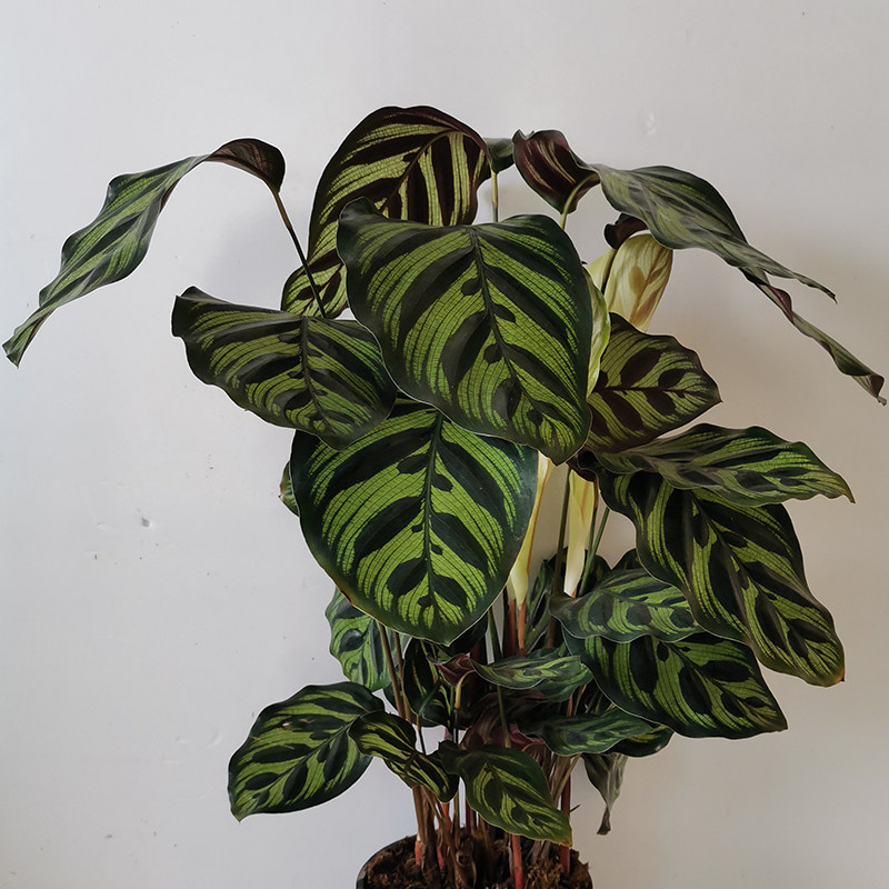 盆栽斗南绿植孔雀竹芋室内客厅办公室书房卧室绿植