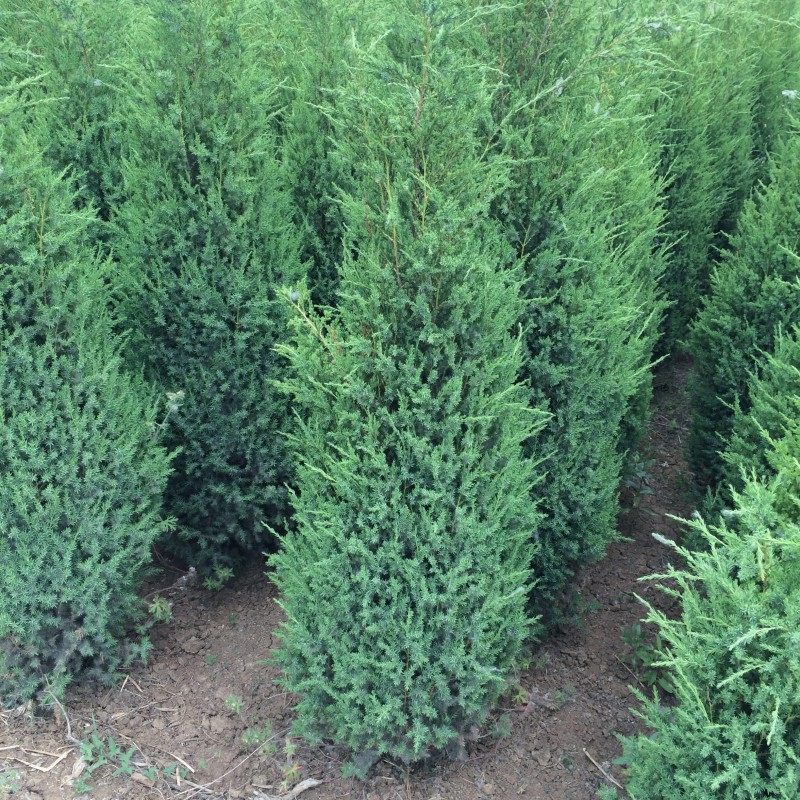 花盆桧柏快柏小苗塔柏蜀快树苗庭院植物绿化苗木工程四季常青