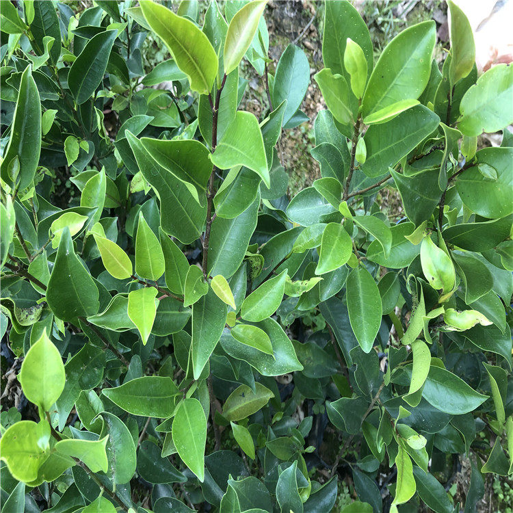 榕树树苗小苗正宗小叶常绿细叶庭院别墅绿化行道树