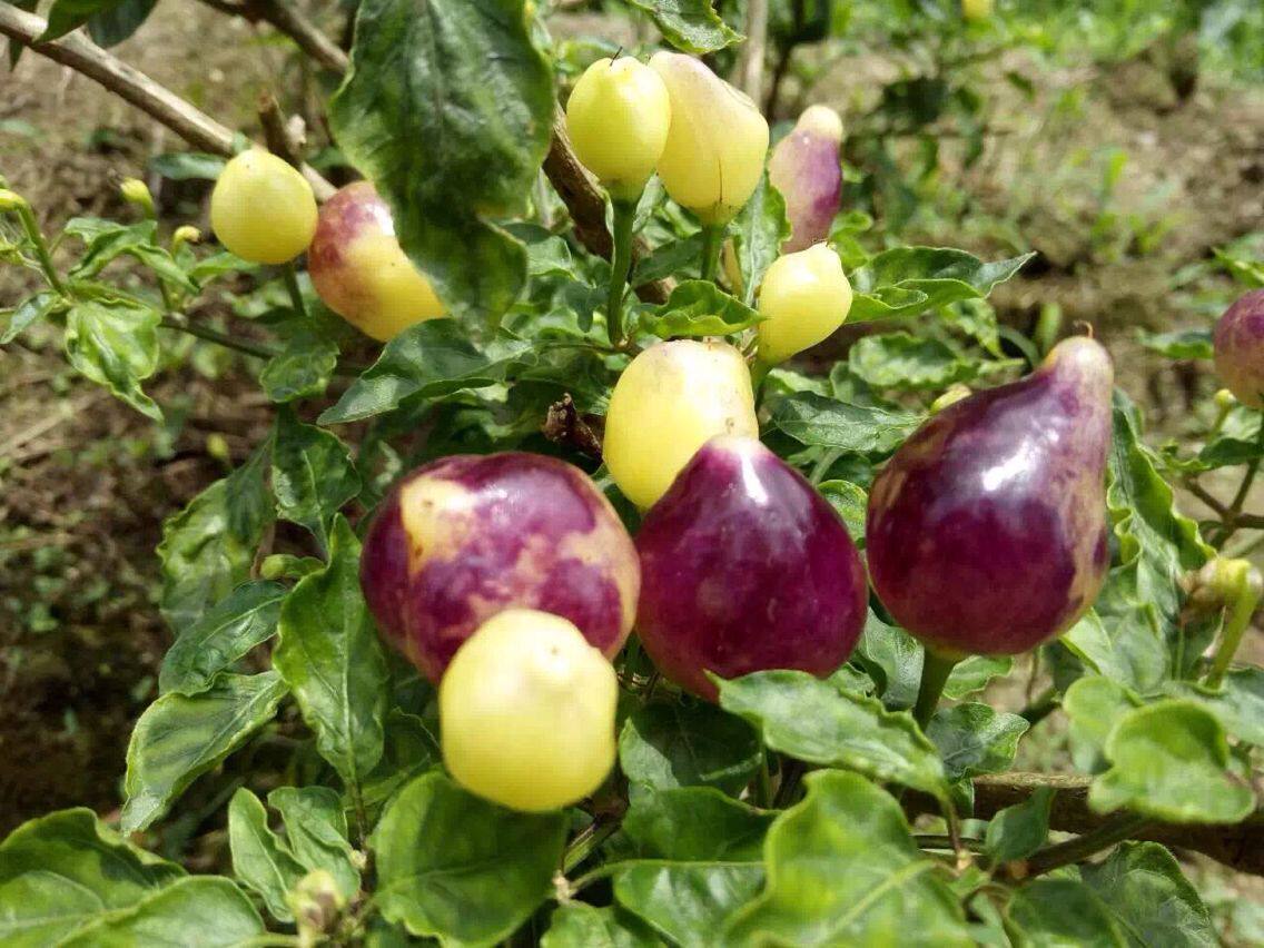 辣椒七彩新鲜五彩广西特产泡椒农家辣椒