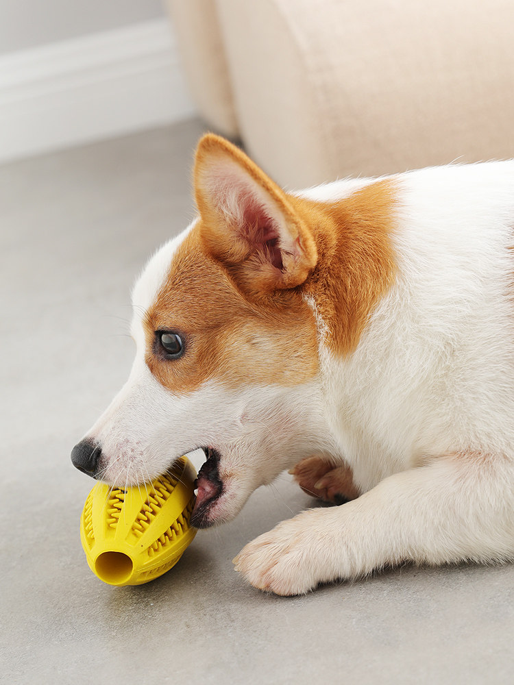 磨牙狗狗玩具金毛用品品耐宠物训练橡胶狗球橡胶球