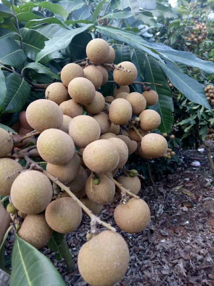 龙眼新鲜桂圆水果现摘发货储良石特大广西5斤龙眼