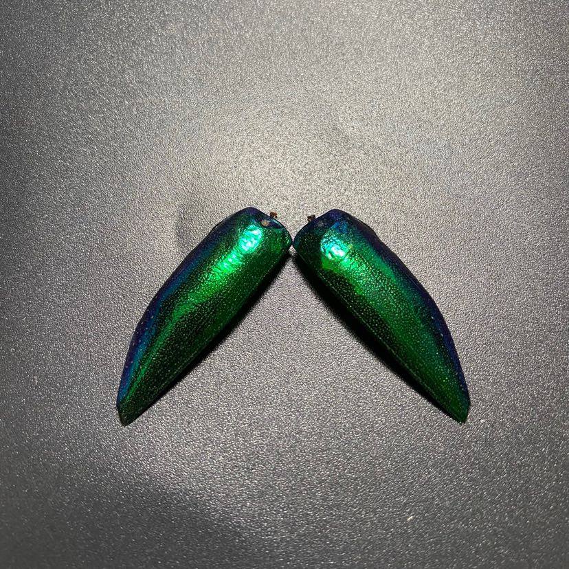 玉虫精选2枚大翅一对成年甲虫翅膀炫彩金属漆器