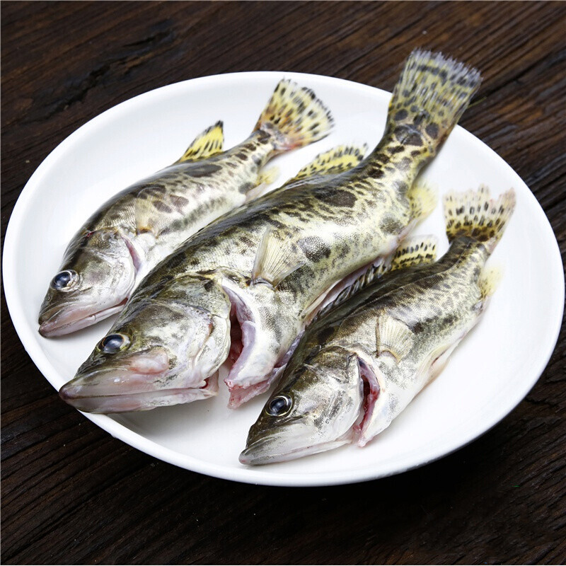 淡水鱼生态鳜鱼桂鱼新鲜桂花季花计划鱼鳌花鱼淡水鱼类