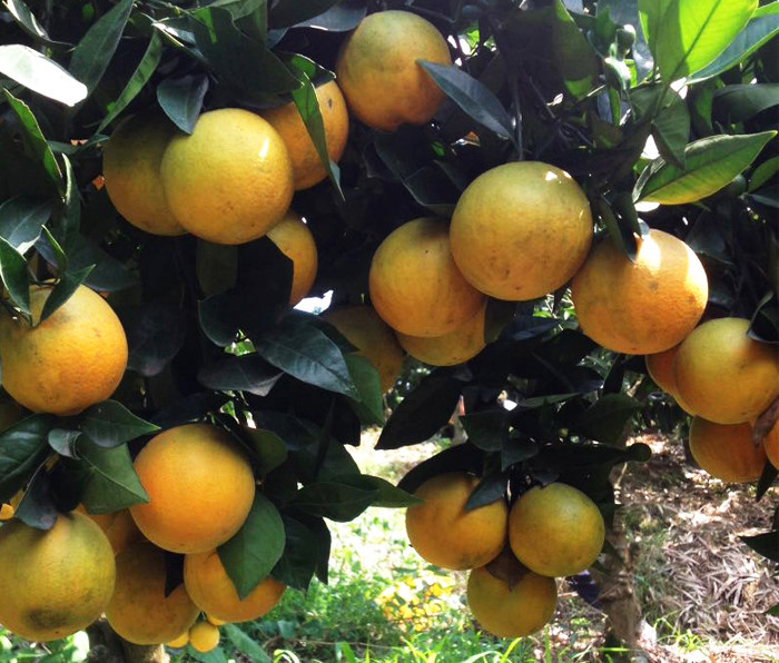 现摘夏橙脐橙新鲜橙子多汁当季孕妇宝宝水果农产品农家橙子榨汁橙