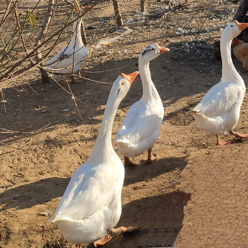 农家大白北大东北活体冷冻白鹅老鹅散养鹅肉鹅肉