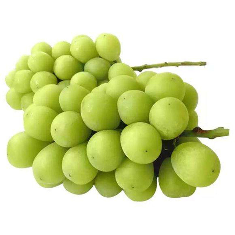 秘鲁脆甜青提卜卜脆提子青葡萄当季新鲜水果2斤装广东省顺丰包邮