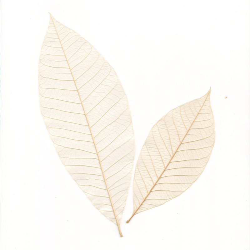 叶脉绘画型玉兰橡胶新型树叶标本硬笔毛笔字丙烯干花