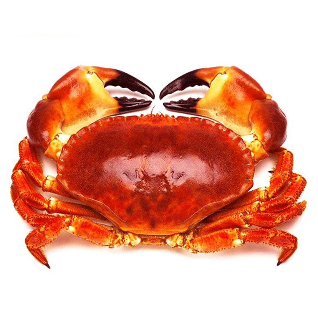 面包蟹鲜活的新鲜进口活蟹熟冻800-600g大螃蟹面包蟹超大4斤拍4份