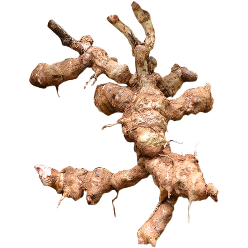 金刚现采新鲜菝葜根3斤藤铁菱角散装刺根菝葜其他药食同源食品