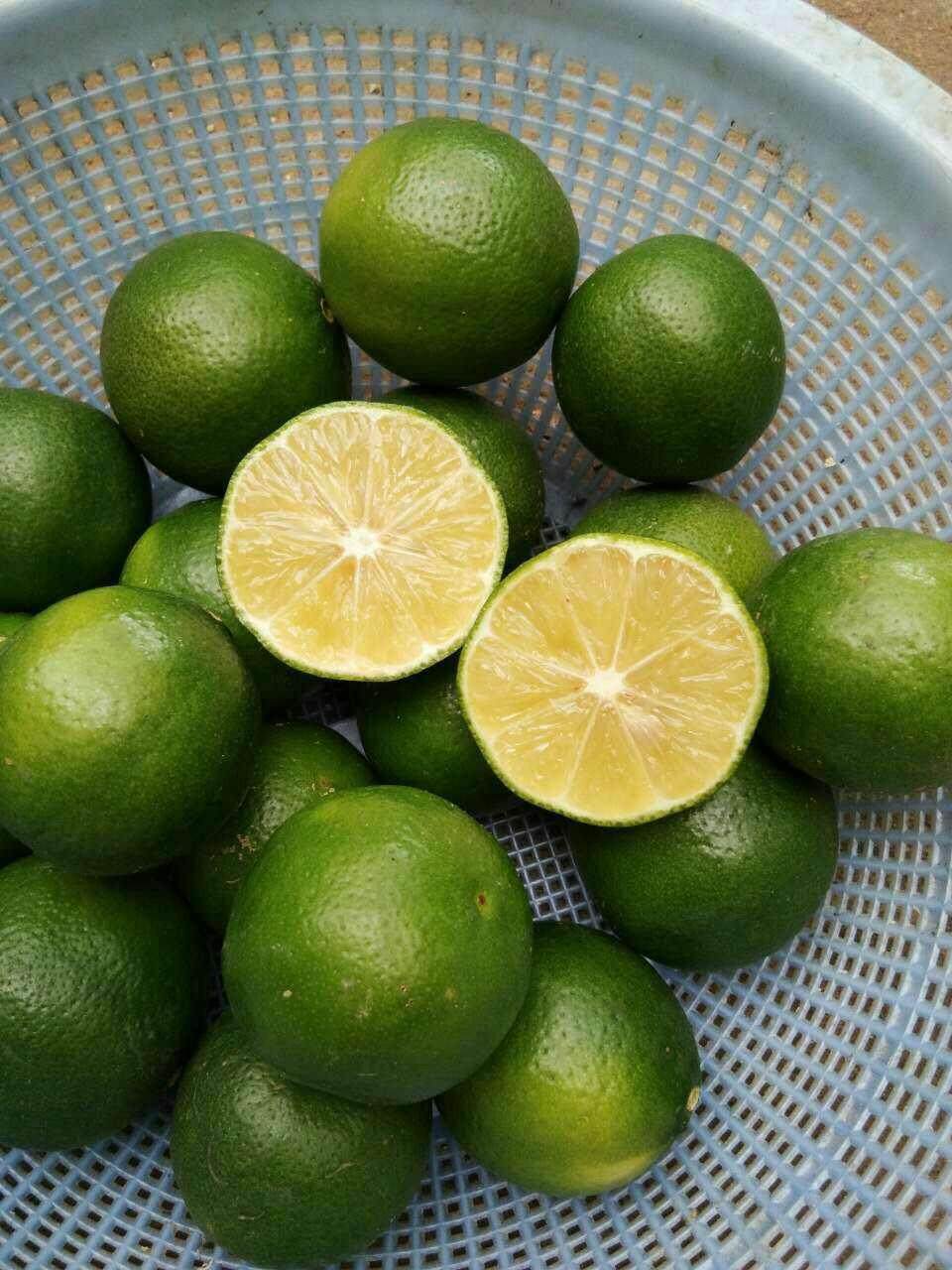 柠檬青柠檬10斤包邮广西新鲜现摘原料牛脚柑非柠檬