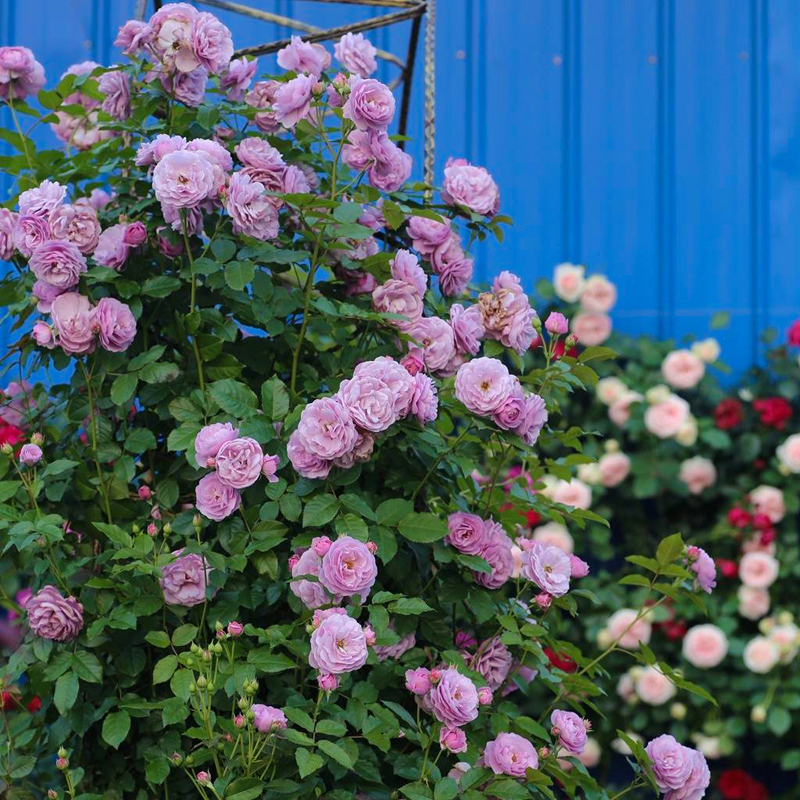 蓝色风暴紫蓝月季紫精灵蜻蜓浓香庭院植物四季时令草本花卉