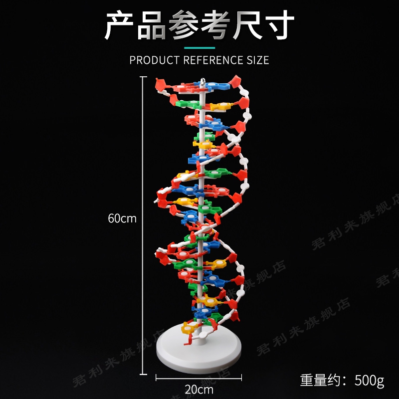 dna双螺旋结构模型大号高中分子结构模型60cmj33306脱氧核苷酸链碱基