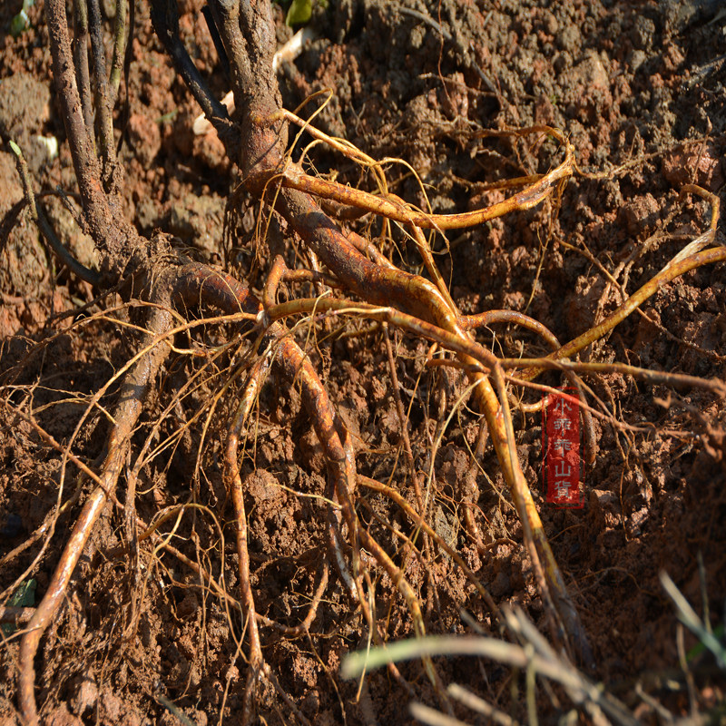 五指汤料煲汤广东黄芪根土牛奶毛桃龙牛奶五爪其他药食同源食品