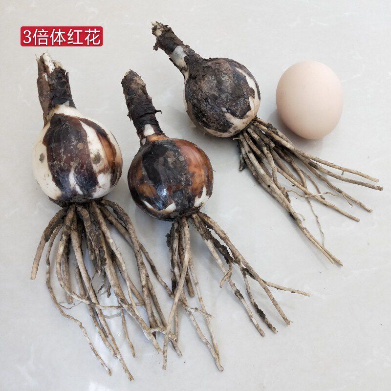 彼岸花3倍红花湖北石蒜彼岸花种种子曼珠沙华盆栽种球