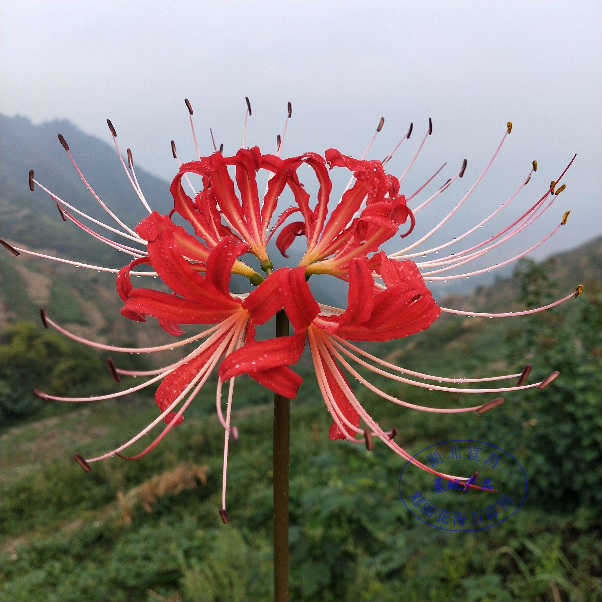 彼岸花3倍红花湖北石蒜彼岸花种种子曼珠沙华盆栽种球