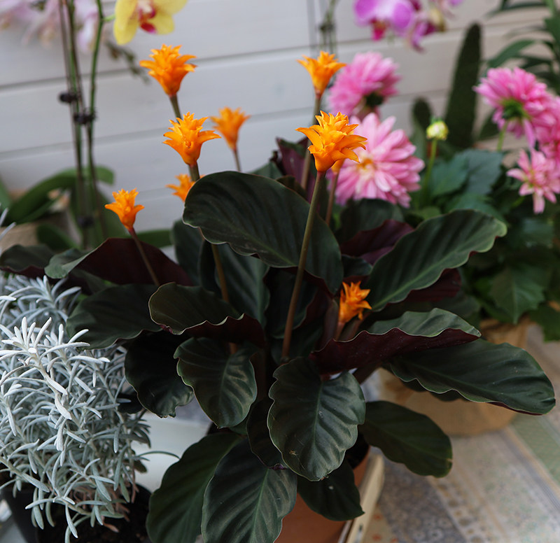 金花竹芋盆栽 荷兰进口盆栽 室内观叶观花植物 年宵花卉 比较少见