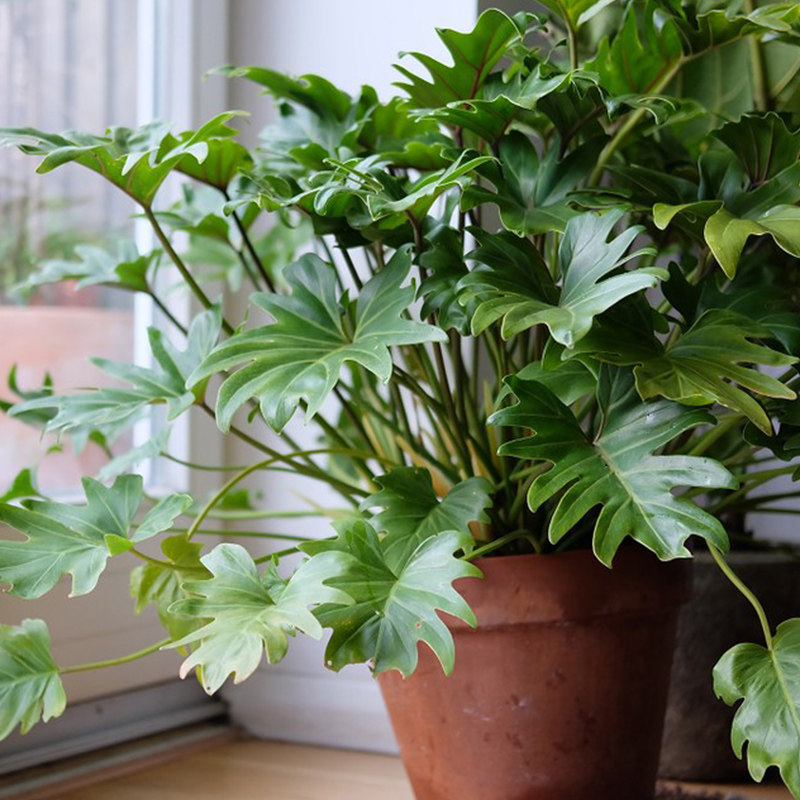 春羽盆栽小天使绿植室内客厅办公室租摆甲醛净化空气绿植