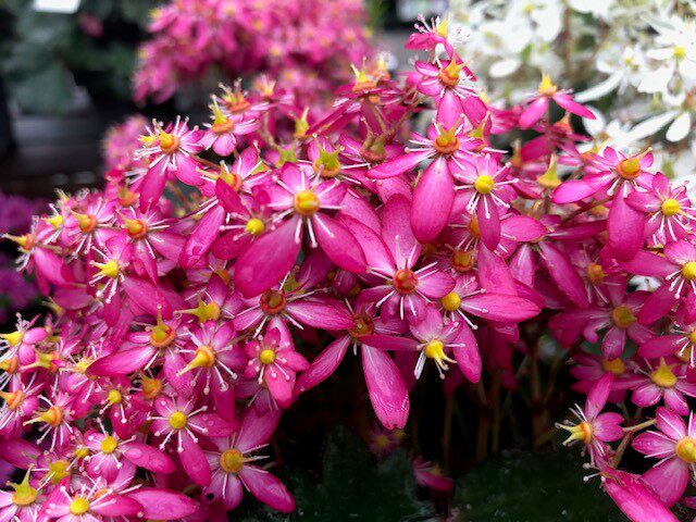 舞动精灵日本虎耳草大文字盆栽耐寒寒耐多年生植物时令草本花卉