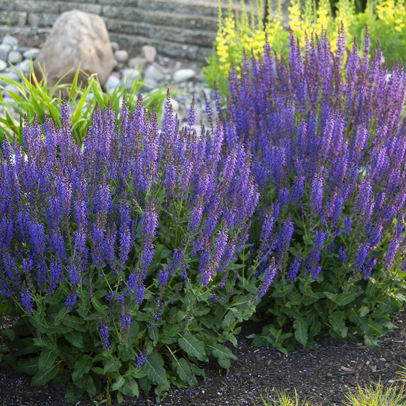 紫色鼠尾草一串蓝紫紫花易活多年生宿根耐寒花卉花卉