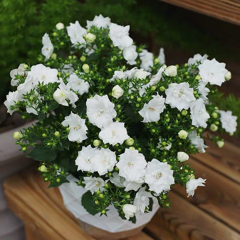 重瓣风铃花盆盆栽进口风铃草带花成品稀有博主花卉