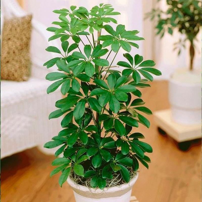 鸭脚木盆栽喜阳植物室内绿植净化空气甲醛开业招财绿植