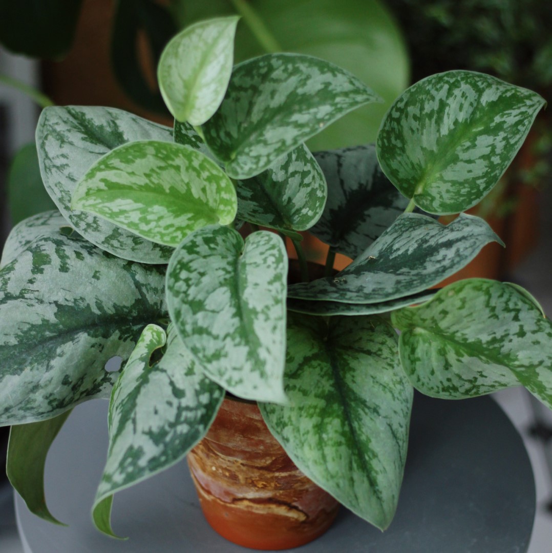 竹溪花苑大叶银斑室内盆栽绿萝植物好养喜阴绿植