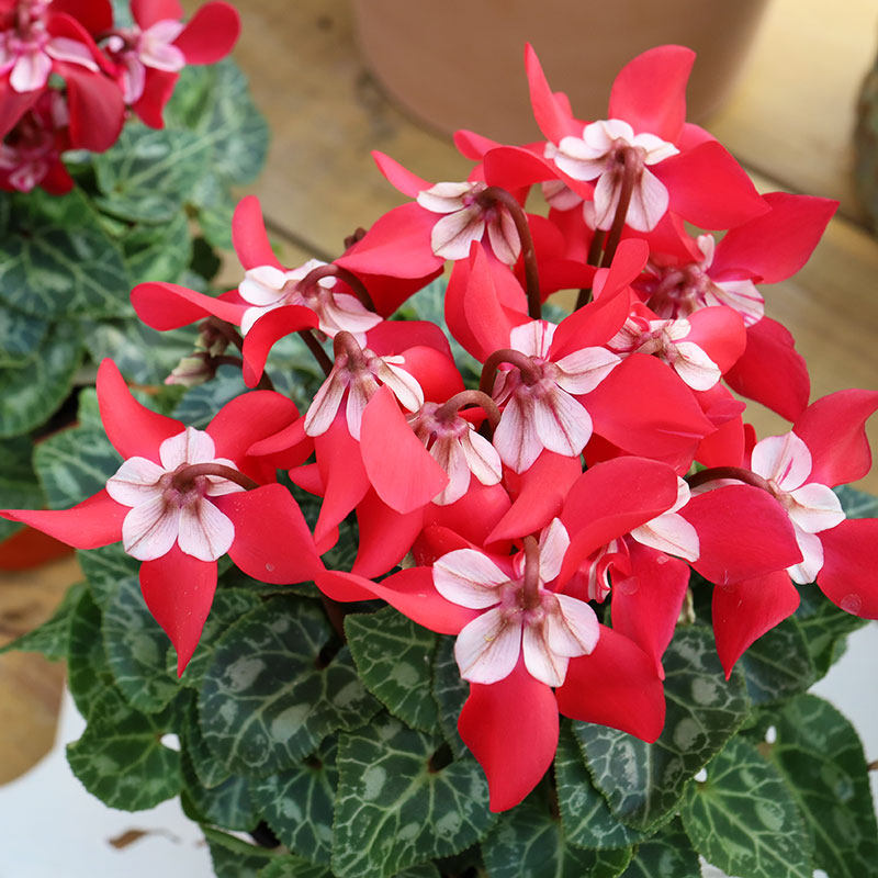 大花型仙客来盆栽植物花苞秋冬耐寒室内装饰年销北京时令草本花卉