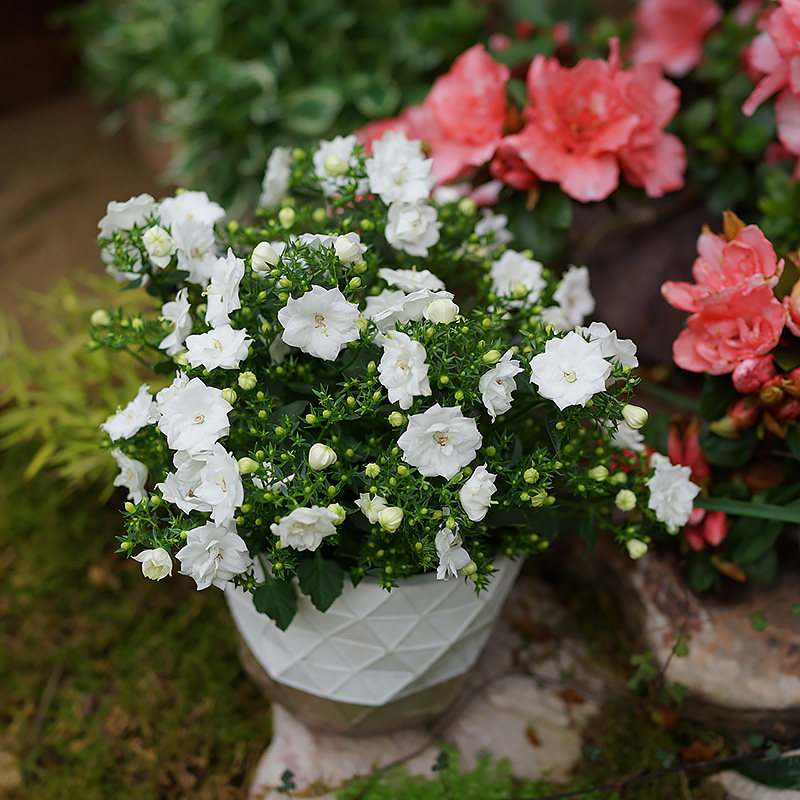 重瓣风铃花盆盆栽进口风铃草带花成品稀有博主花卉