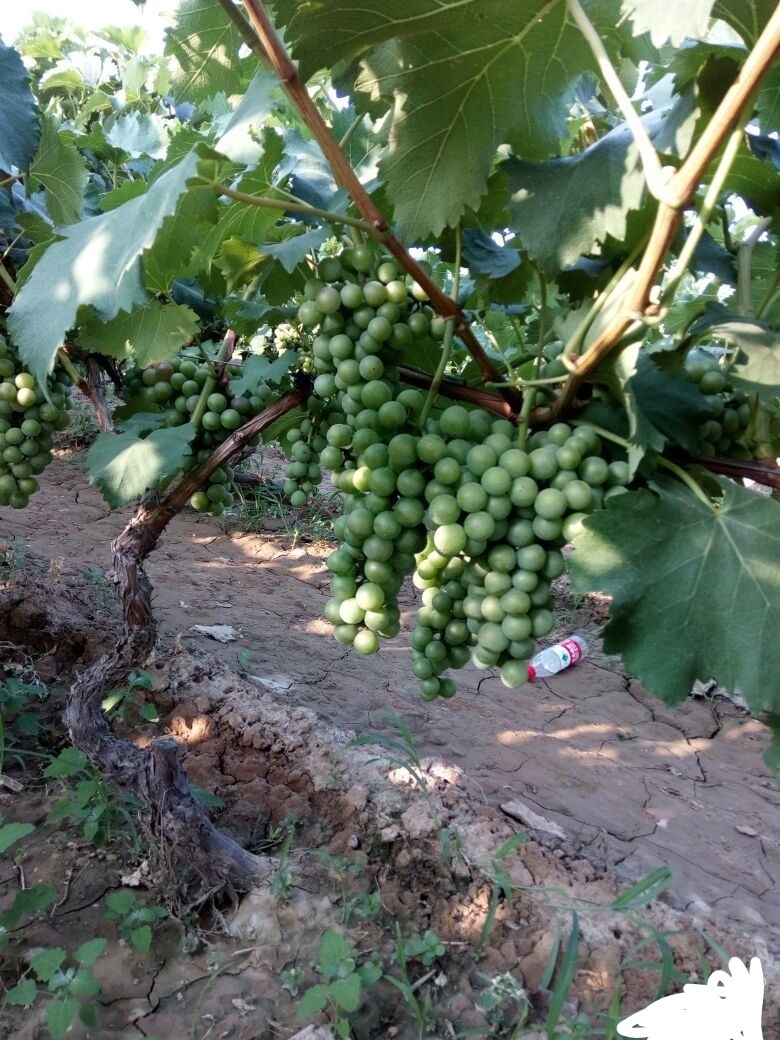 巨峰葡萄苗大蓝宝石葡萄树果树果苗南北方种植爬藤果树