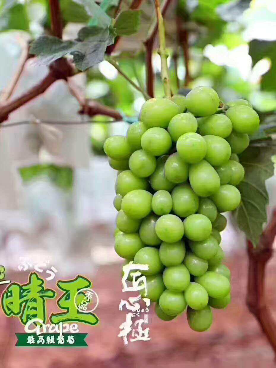 晴王韩国葡萄香印阳光无籽日本孕妇水果34串葡萄