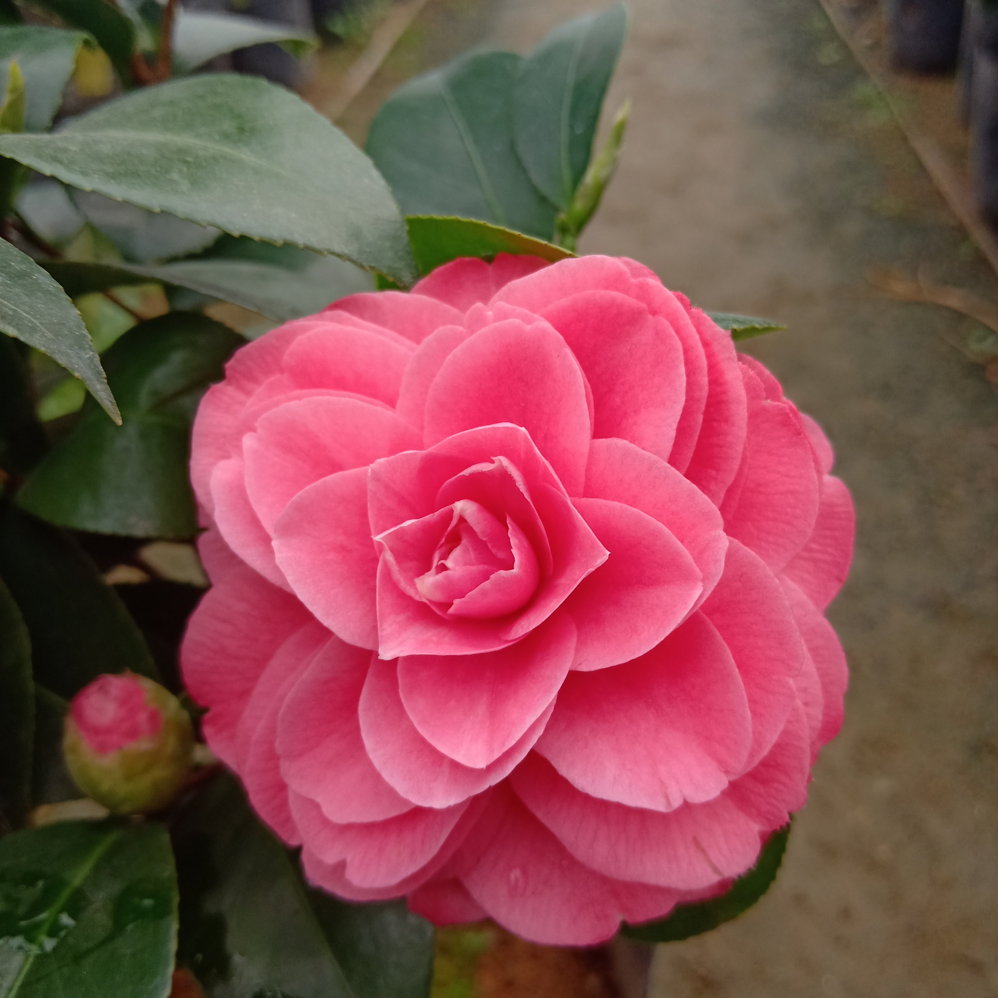 十八学士茶花盆栽树苗白底多色名贵品种山茶花时令草本花卉