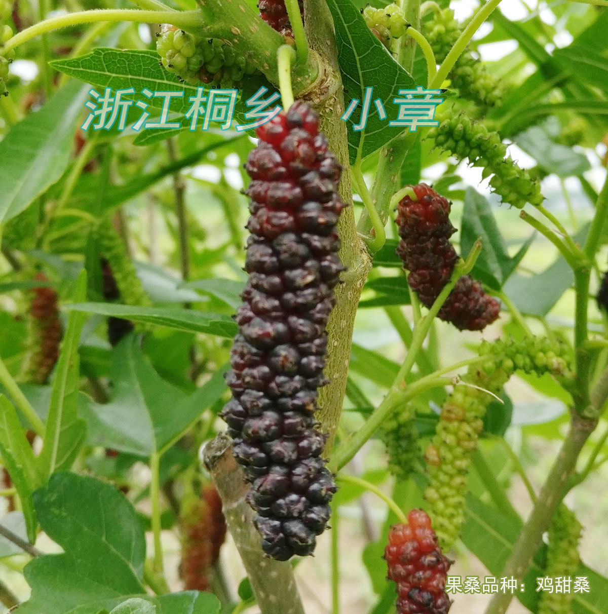 树苗果树鸡甜桑果桑苗鸡脚叶桑葚特甜桑葚品种果树