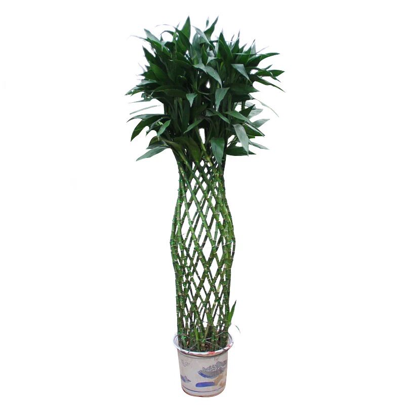 珠海猪笼植物富贵竹竹笼室内花卉绿植盆栽空气净化大型绿植