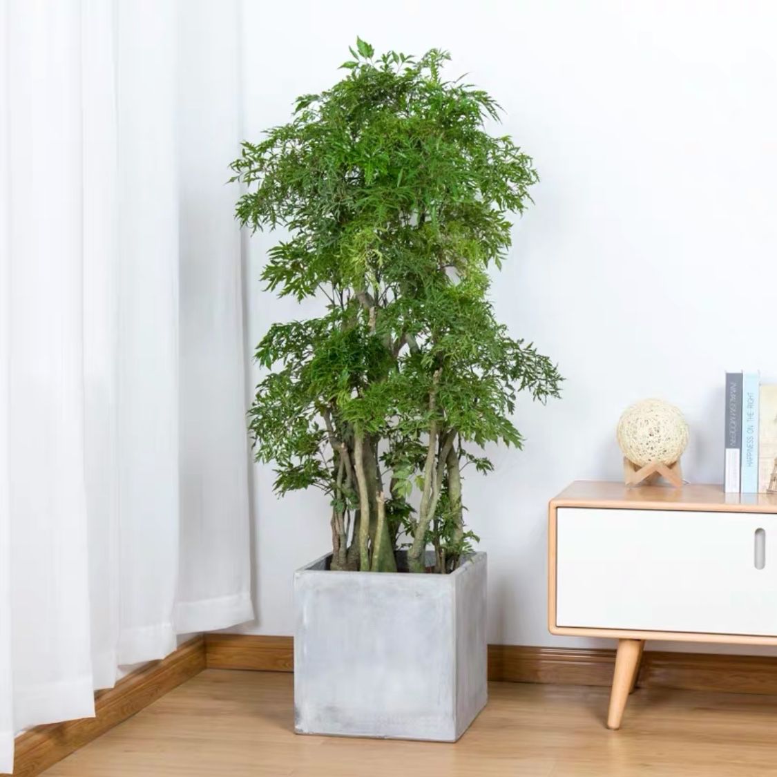 福禄桐大盆栽福禄寿羽叶盆景室内大型植物乔迁大型绿植