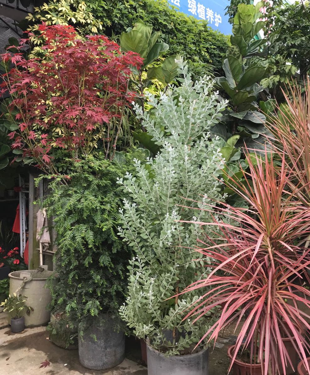 银叶金合欢盆栽叶子色泽形似尤加利室内外庭院北欧大型绿植