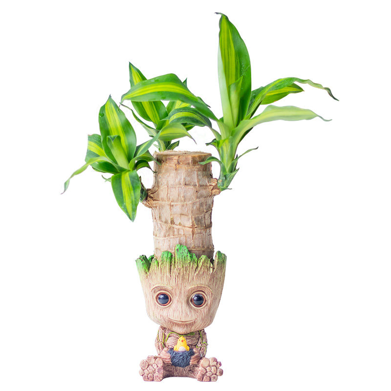 巴西西木幸运花盆室内办公室桌面盆栽格鲁特水培绿植