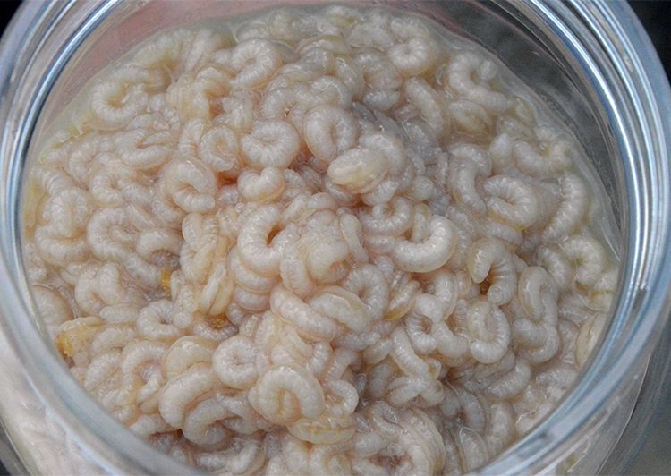 2021年现取蜂王胎纯正天然新鲜500g克农家自产蜂王幼虫女性滋补