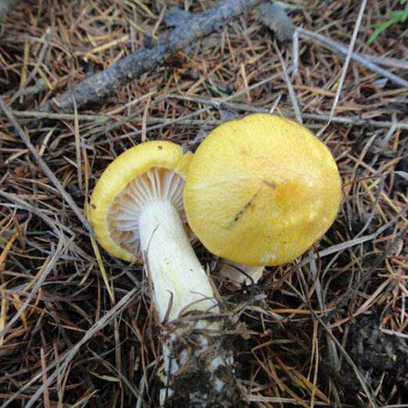 小黄东北特产250g新货野生长白山黄油蘑小蘑菇香菇类