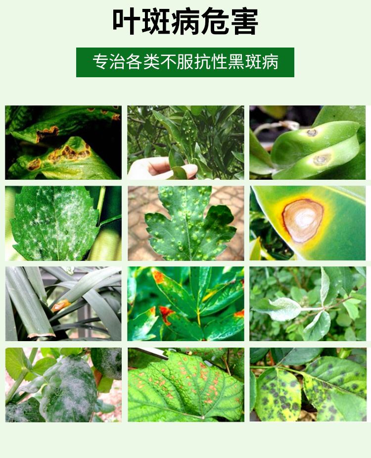 叶斑病专用用药黑斑病炭疽病白粉杀菌剂月季多肉叶片杀菌剂
