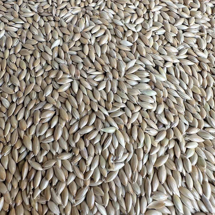 进口加纳鹦鹉鸟食油尖白尖粟草庐籽鸟包邮5斤鸟食